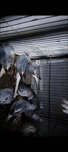 white tail dove