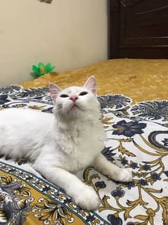 persian Double coat Cat Full White