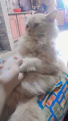 Persian cat ginger colour with beautiful eyes for sale i