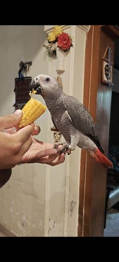 African Gray Male With DNA