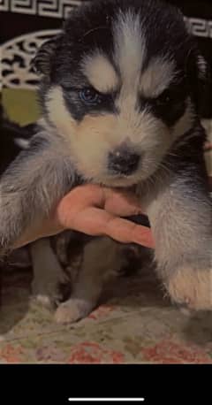 HUSKY PUPPIES TRIPPLE COAT ODD EYES