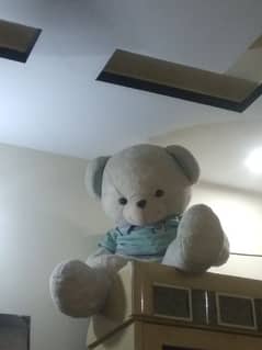 teddy