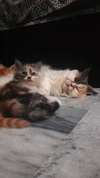 Persian Cat/Triple Coat/Cute/Kittens For Sale/Persian Cat For Sale 5