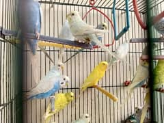 breeder parrots fo sale