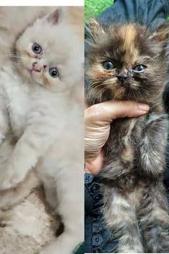 Persian kittens pair available for sale