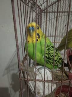 Australian Parrots Pair with cage for sale