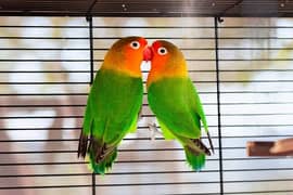 Love birds breed pair