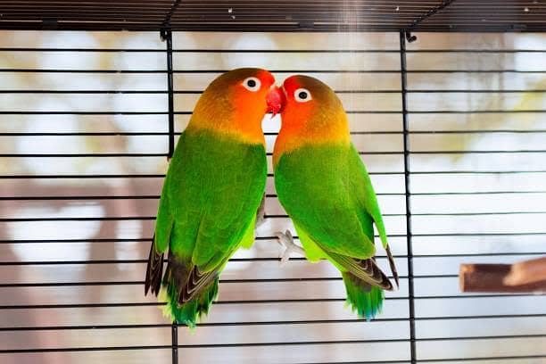 Love birds breed pair 0