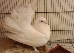 Lakka and pouter pigeons for sale