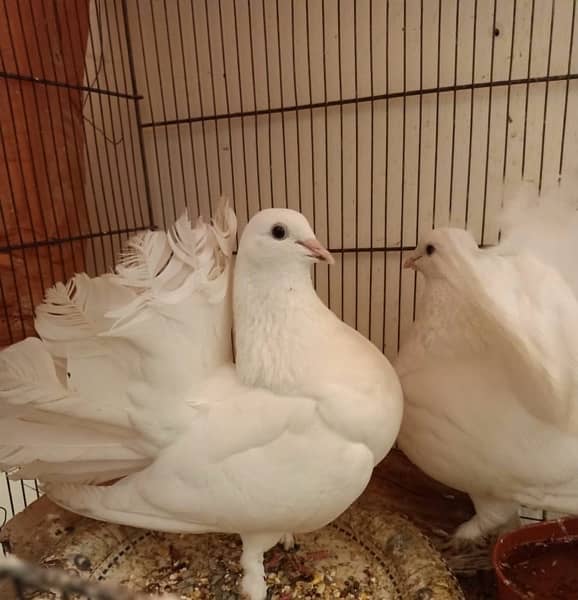 Lakka and pouter pigeons for sale 2