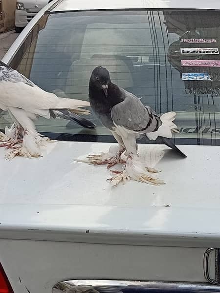 Lakka and pouter pigeons for sale 3