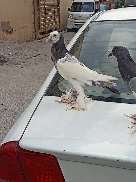 Lakka and pouter pigeons for sale 6