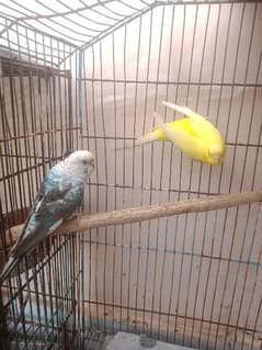 Australian black wing budgies and dove pair