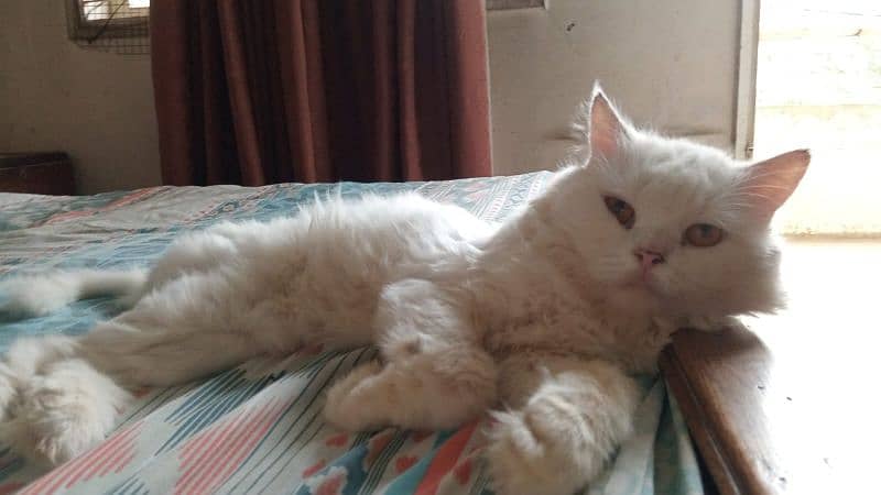 Gorgeous Triple-Coated Persian Cat – Litter Trained! 1