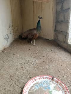 peacock for sale 03359422724