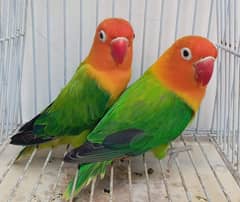 Green oppline Love birds for sale