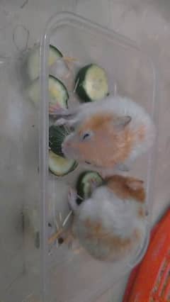 Hamster red eye breader pair