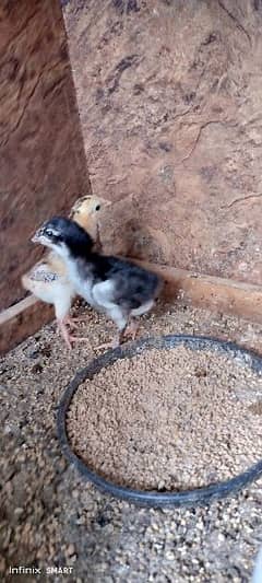 Lakha Sindhi ka chicks for sale