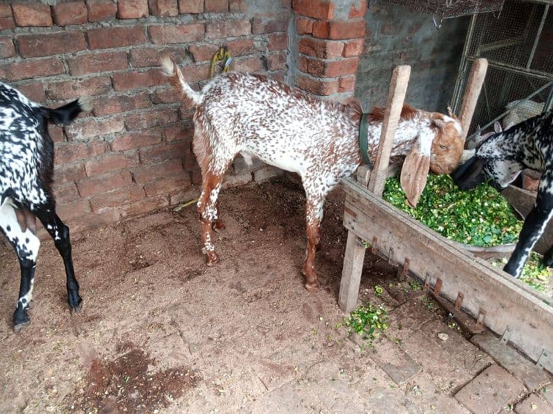 makhi cheena Bakra for sale location Lahore daroghawla 4