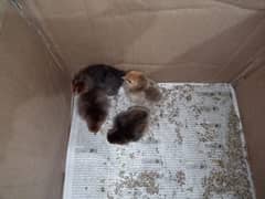 Bantam chicks