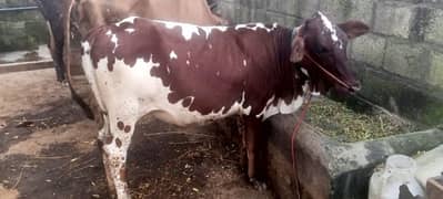 کھیری وچھی/ cow for sale frison cholistani