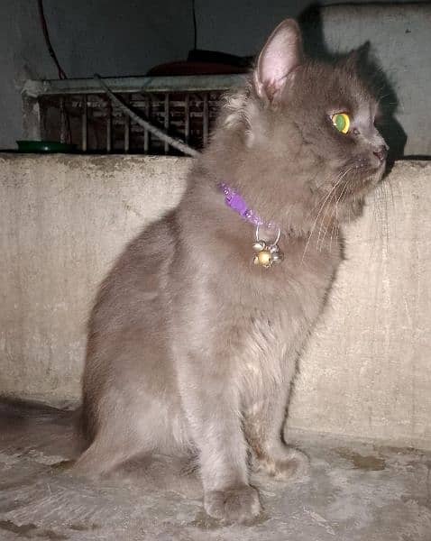 male persian 1