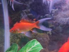 gold and koie fish active and healthy