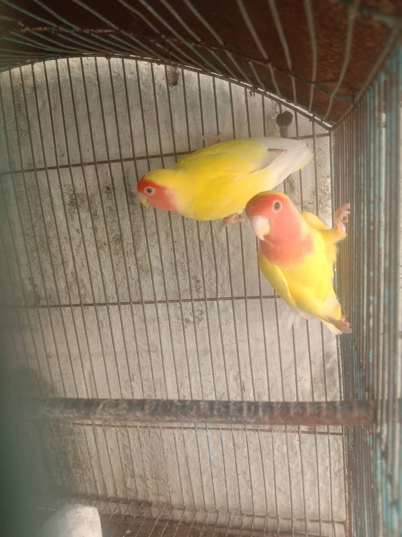 love bird 2