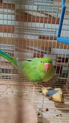 beautiful Parrot for sale