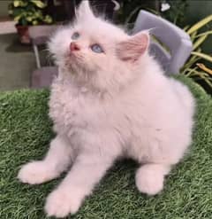 Persian cat beautiful for sale Contact Me 0341/78/17/026 Number