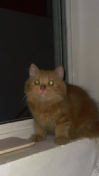 4 Months Persian Ginger Vaccinted Kitten for sale 2