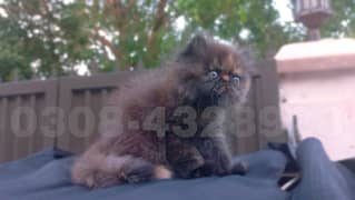 Persian peke face | Cute persian kitten