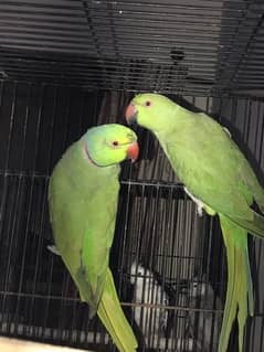 pair of green parrot with cage (serious buyer direct call me ) 0