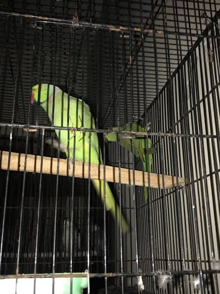 pair of green parrot with cage (serious buyer direct call me ) 2