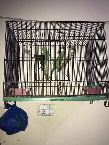 pair of green parrot with cage (serious buyer direct call me ) 4