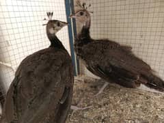 peacock chicks pair for sale