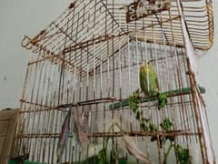 ostralian parrot with cage 0