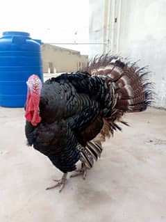 Young Healthy Black Turkey for Sale