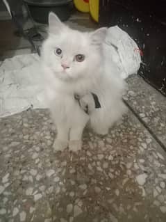 Persian cats sell pair