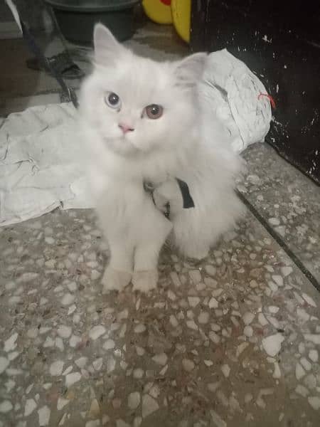 Persian cats sell pair 0