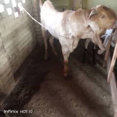 maki chena breedar not 4r sale