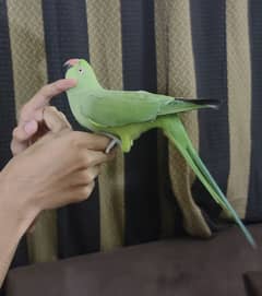 Male and Female hand trained green necks