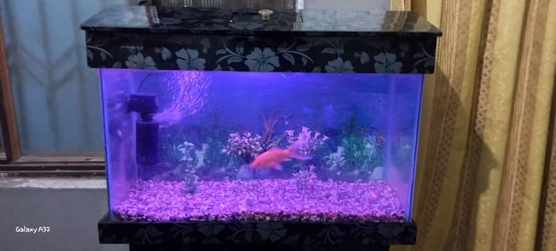 aquarium with fish complete setup available for sell 2