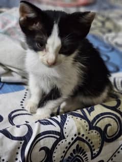 Kitten available for adoption