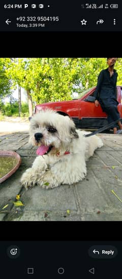 Shith zu dog for sale 0