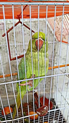 Talking female parrot