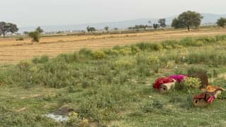 40 Kanal Agricultural Land Chakwal