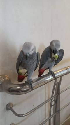 african grey self age 9months 0