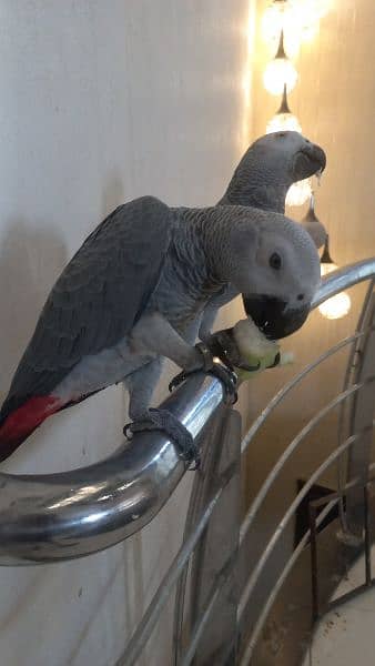 african grey self age 9months 1