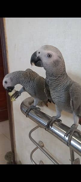 african grey self age 9months 2